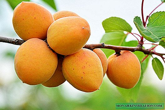 Apricot Melitopolsky e suas espécies populares: características e características do cultivo