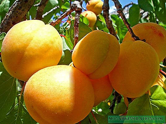 Apricot Russian: frost-resistant variety for the middle lane