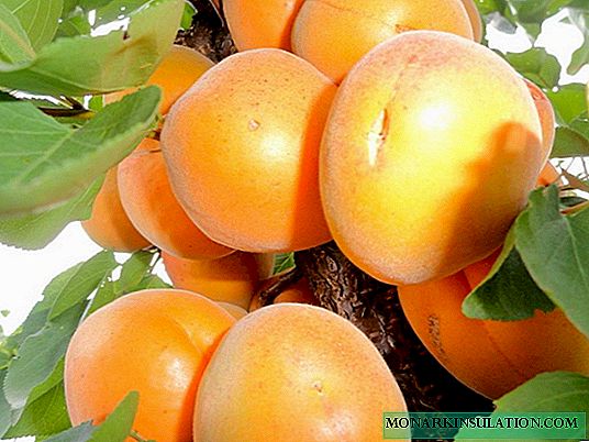 Varietas aprikot pencuci mulut: fitur penanaman dan perawatan