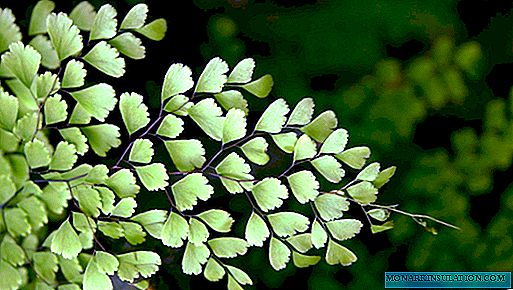 Adiantum at home: growing without problems