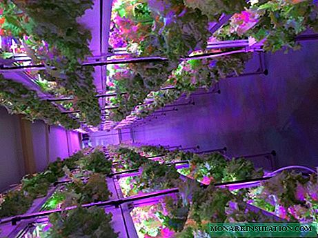 Do-it-yourself aeroponics: we collect a rich harvest directly from the air