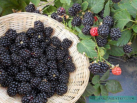 Agaveam - a productive and unpretentious variety of blackberries