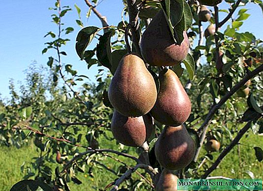 Ah, nicht ohne Grund ist die Schönheit von Brjansk berühmt: ein Überblick über die beliebte Birnensorte