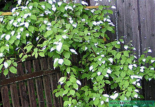 Actinidia Dr. Shimanovsky - frost-resistant variety with decorative foliage