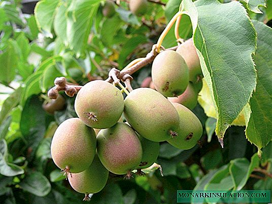 Actinidia colomicta: features of growing northern kiwi
