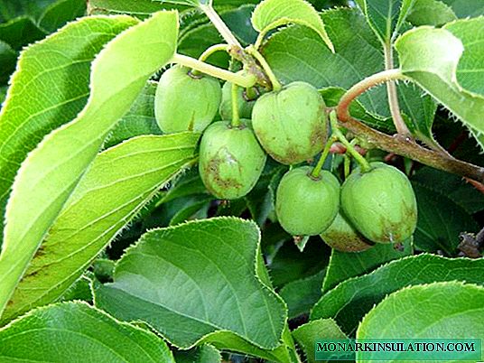 Actinidia in the Urals: suitable varieties and recommendations for cultivation