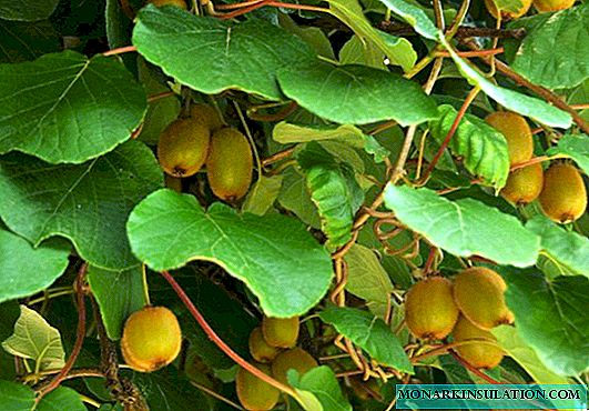 Actinidia: planting and care in the open ground