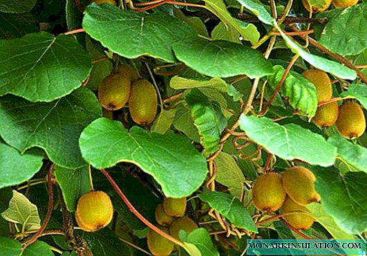 Actinidia: plantation et entretien en pleine terre