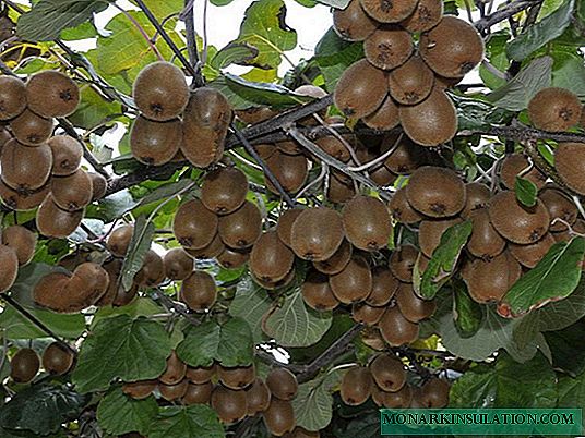 Actinidia: origin, description, planting rules and methods of reproduction