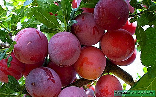 Prugna di ciliegia per la regione di Mosca: una vacanza di gusto e colore