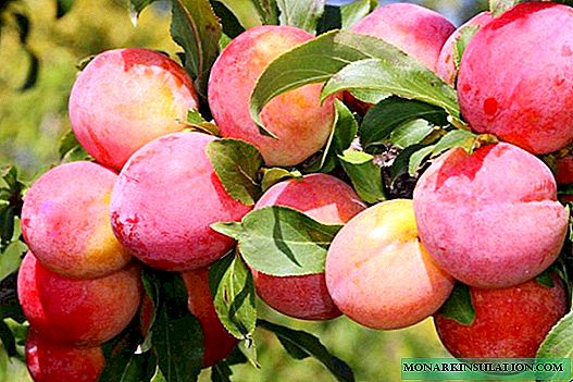 Cherry plum July rose - description and cultivation