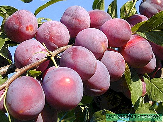 Ameixa de cereja Kuban cometa - como plantar e crescer