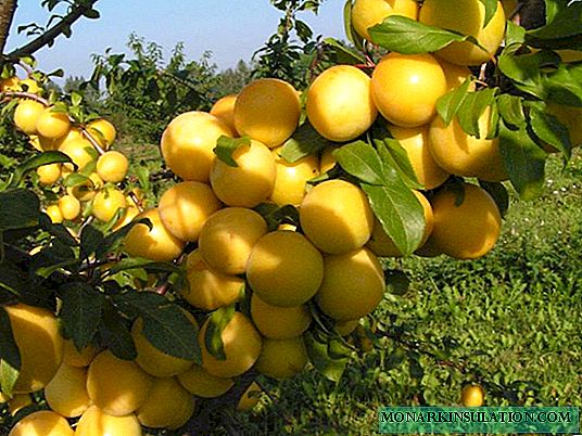 Variétés de prunes cerises Tsarskaya - description et culture