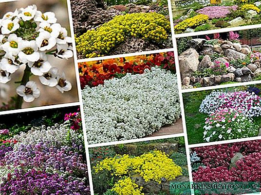 Alyssum - kvepiančios gėlės sodinimas ir priežiūra