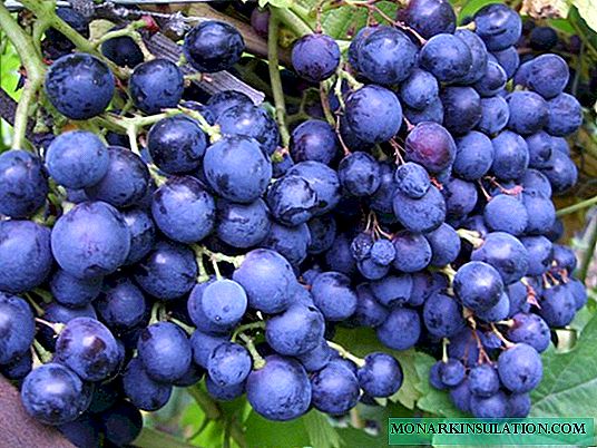 Variedad de uva Altai Riddle de Sharov, especialmente plantar y cultivar
