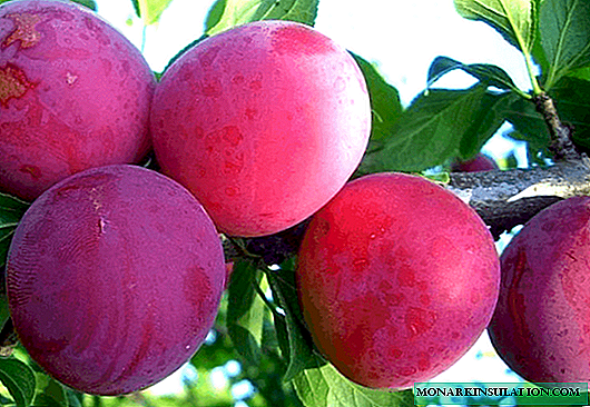 Alyonushka - a popular early ripening variety of Chinese plum