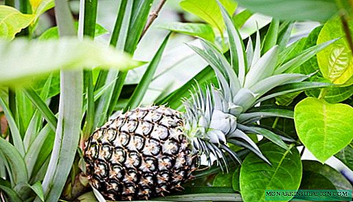 Pineapple: planting, caring and hope for success