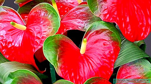 Anthurium: features of care, pests, diseases and their treatment