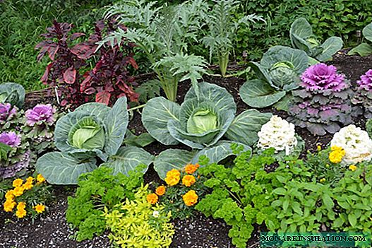 Parterres de fleurs appétissants: comment planter une petite zone avec des cultures comestibles
