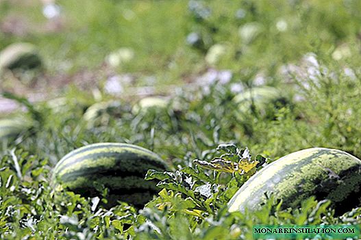 البطيخ في الممر الأوسط: كيف تنمو التوت اللذيذ بنفسك