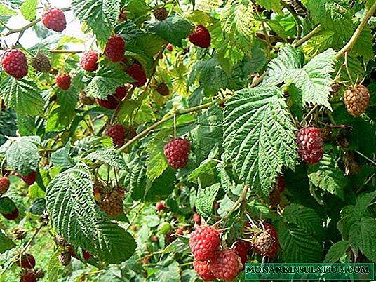 Fragrant raspberries Meteor - one of the earliest varieties