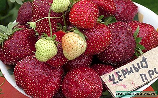 Putera Hitam Fragrant - pelbagai strawberi taman yang baru dan menarik
