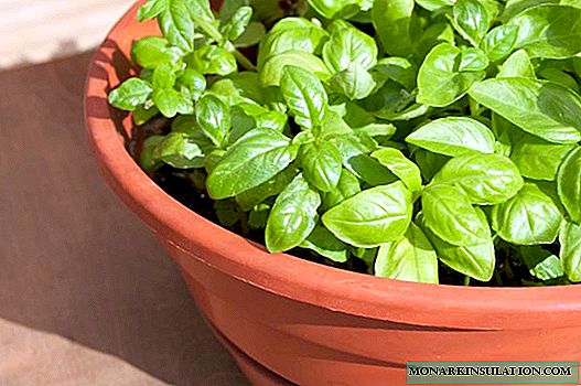 Fragrant and refreshing basil - grown on the windowsill
