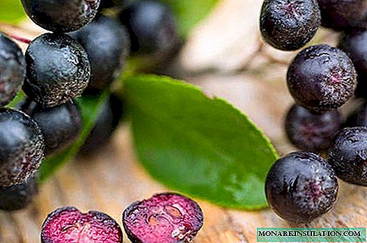 Aronia chokeberry: cultivo e cuidado, características de variedades comuns