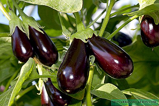 Eggplant Diamond: variety description and nuances of care