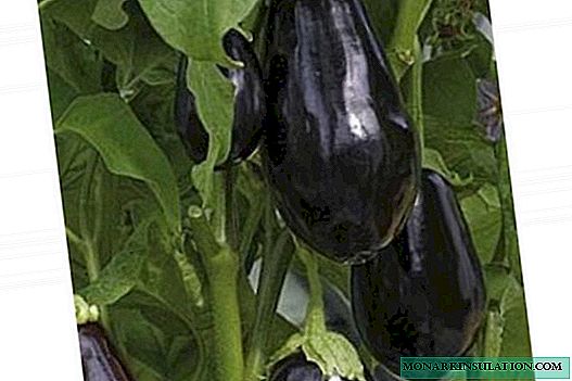 Eggplant Vera: we grow a variety that is not afraid of cooling