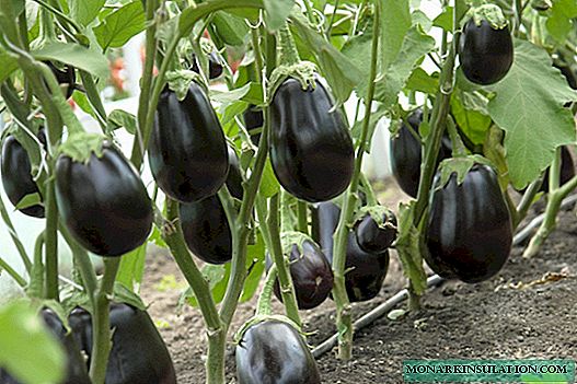 Eggplant in Siberia: why it is not exotic