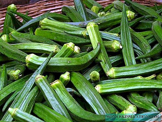 Okra - un cultivo de vegetales exóticos