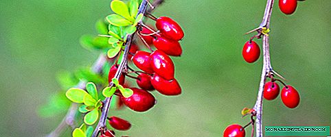 Épine-vinette: Description des variétés populaires et principes de base de l'entretien des plantes