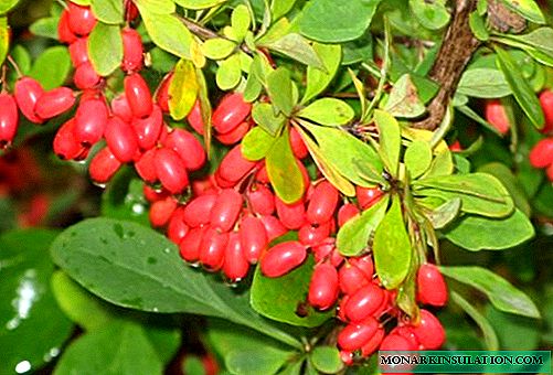 Barberry: planting features, how to plant properly and how to preserve seedlings