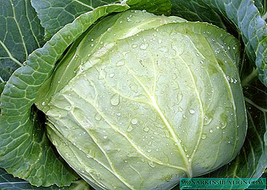 White cabbage: what varieties to plant for fermentation and long-term storage