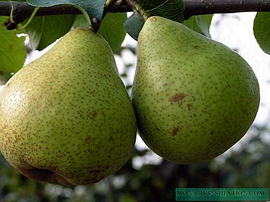 Belarusian late pear: all about a beautiful woman with French roots