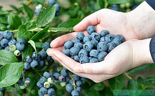 Bluegold: menanam varietas blueberry yang populer