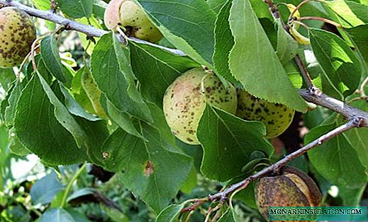 Sygdomme og skadedyr af abrikostræer, behandling og forebyggelse