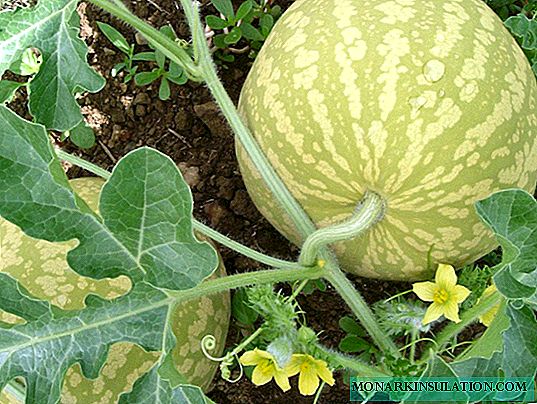 Diseases and pests of watermelons: we recognize and fight, and also prevent their appearance