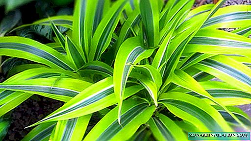 Dracaena diseases and pests: how to recognize a problem and deal with it