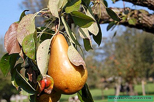 Pear Diseases and Pests: Prevention and Control