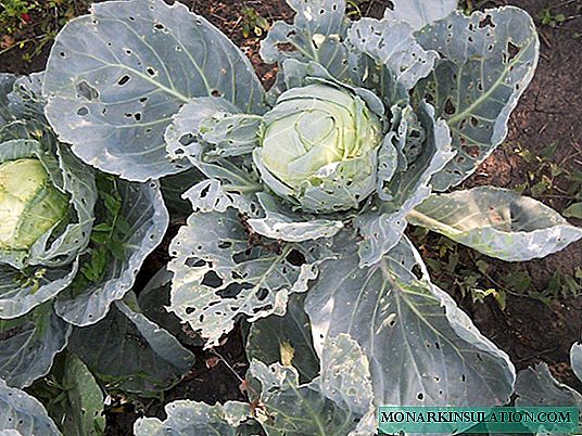Diseases and pests of cabbage: how to prevent infection and cope with the problem