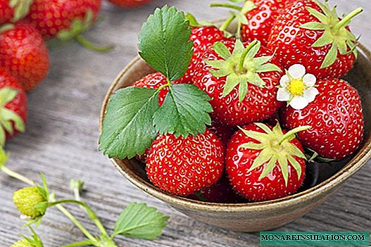 Strawberry Diseases and Pests: Possible Problems, Control and Prevention Measures