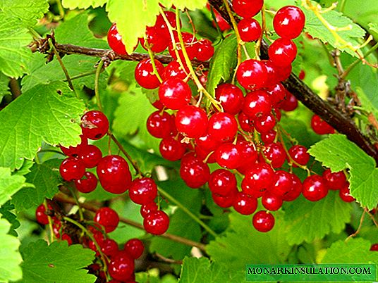 Diseases and pests of redcurrant: treatment and prevention