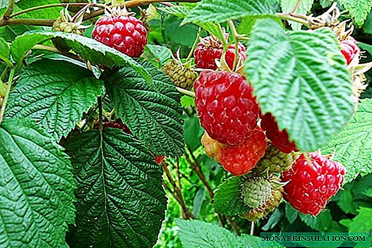 Penyakit dan hama raspberry: tanda-tanda kerusakan, pengobatan dan pencegahan