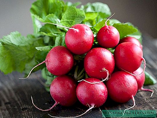 Radish Diseases and Pests: Means of Control and Prevention