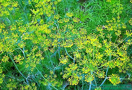 Diseases and pests of dill: control and prevention measures