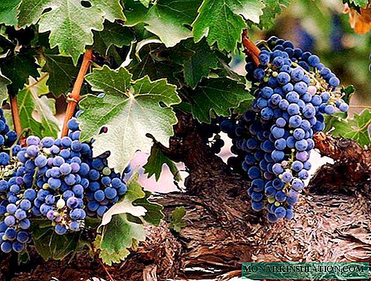 Diseases and pests of grapes: how to recognize, cure, prevent