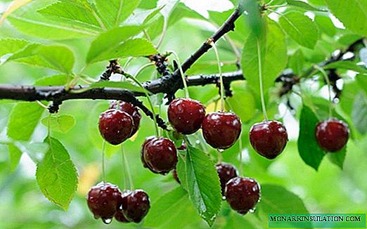 Cherry diseases and pests: preventive measures and control methods