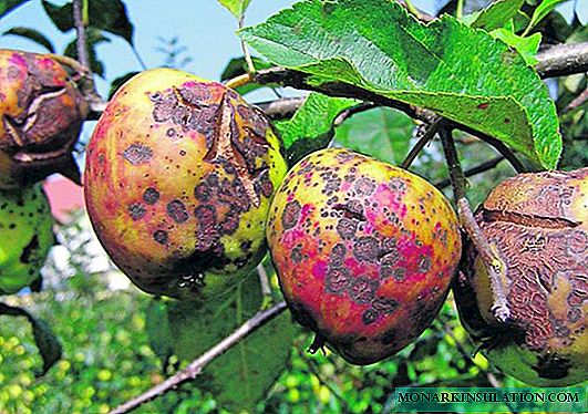 Diseases and pests of apple trees: causes and struggle